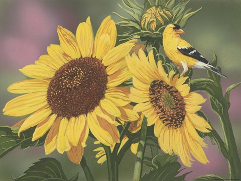 Framed Goldfinch And Sunflowers Print