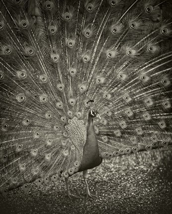 Framed Myth of Argus II Print