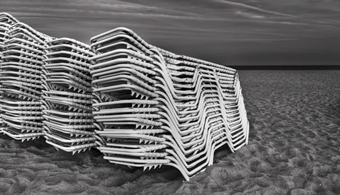 Framed Great Whites Print