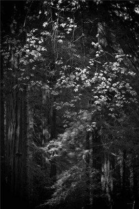 Framed Stage Fright Print