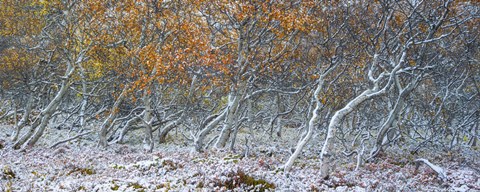 Framed Tired Trees 1 Print