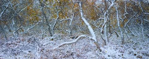 Framed Tired Trees 3 Print