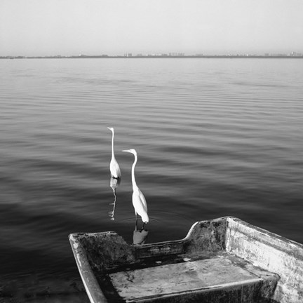 Framed 2 Herons Leaving Print