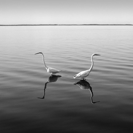 Framed 2 Herons Print