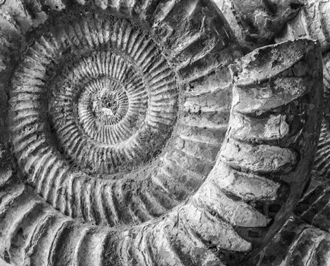 Framed Amonita 1 Print