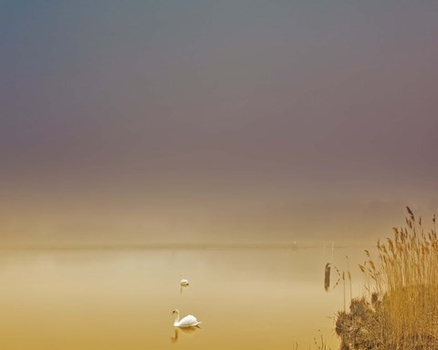 Framed Fog of Peace Print