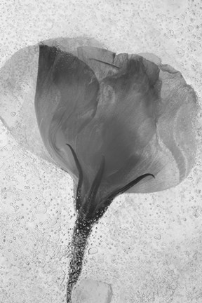Framed Flowers on Ice BW-2 Print