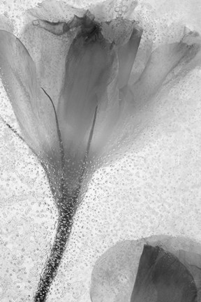Framed Flowers on Ice-13 Print