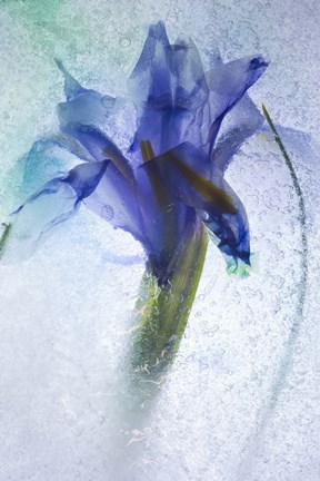 Framed Flowers on Ice-6 Print