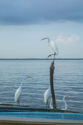 Framed Garzas-1-2 Print