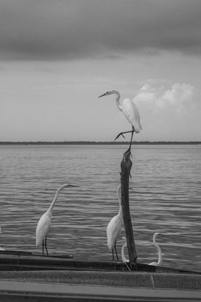 Framed Garzas-1 Print