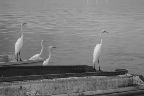 Framed Garzas-2 Print