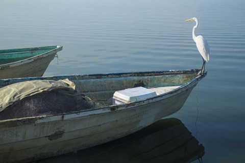 Framed Garzas-5-2 Print