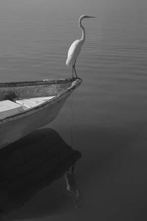 Framed Garzas-6 Print