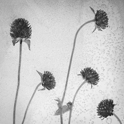 Framed Flores Secas 36-2 Print