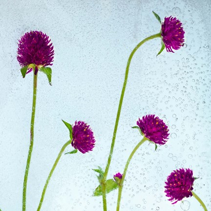 Framed Flores Secas 36 Print