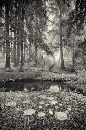 Framed Specular Echoes Print