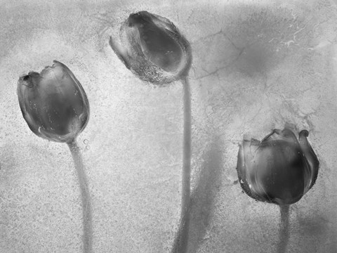 Framed Flowers on Ice BW-5 Print