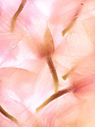 Framed Flores Congeladas 594 Print