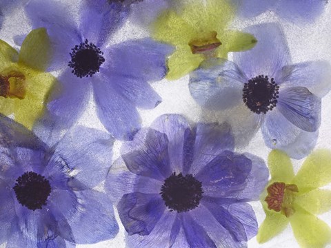 Framed Flores Congeladas 631 Print