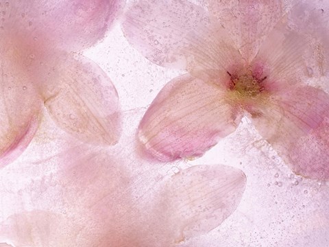 Framed Flores Congeladas 641 Print