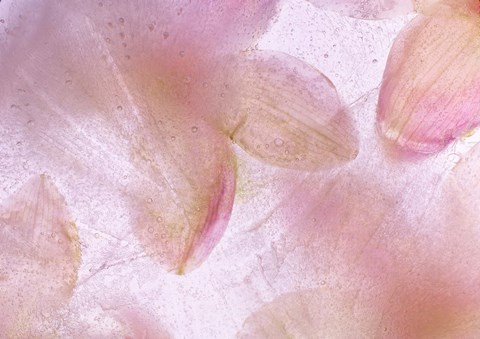 Framed Flores Congeladas 639 Print