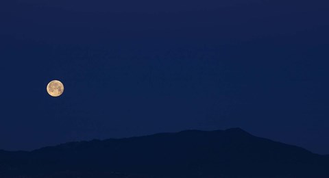 Framed Blue Too Print