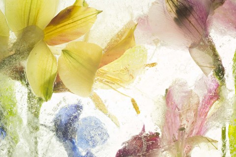 Framed Flores en Hielo IX Print