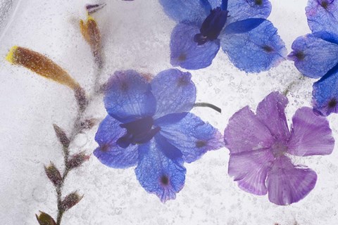 Framed Flores en Hielo X Print