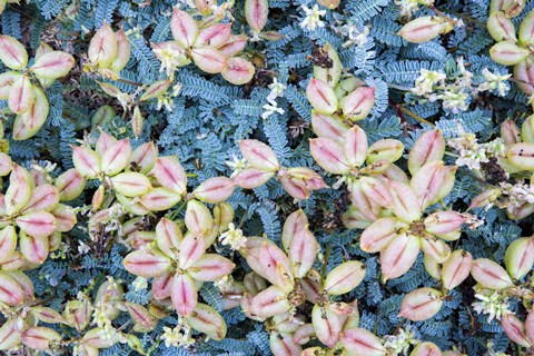 Framed Flores Silvestres Print