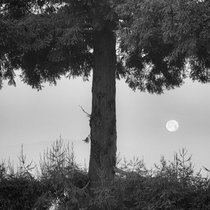 Framed Alice Moving Under Skies Print