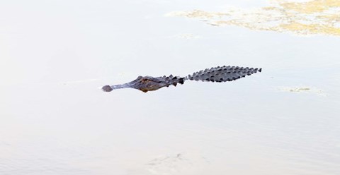 Framed Crocodile in a pond, Boynton Beach, Florida, USA Print