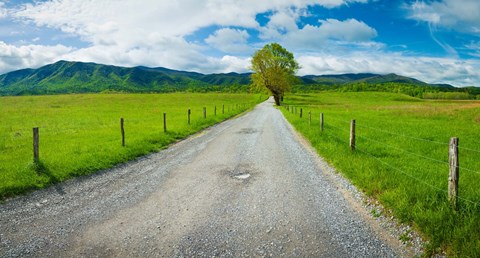 Framed Country gravel road passing through a field, Hyatt Lane, Cades Cove, Great Smoky Mountains National Park, Tennessee Print