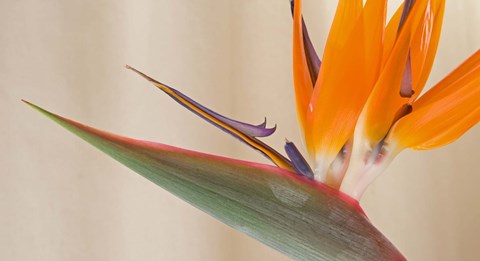 Framed Strelitzia in bloom, California Print