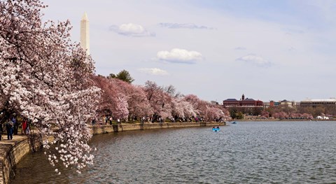 Framed Cherry Blossom trees in the Tidal Basin with the Washington Monument in the background, Washington DC, USA Print
