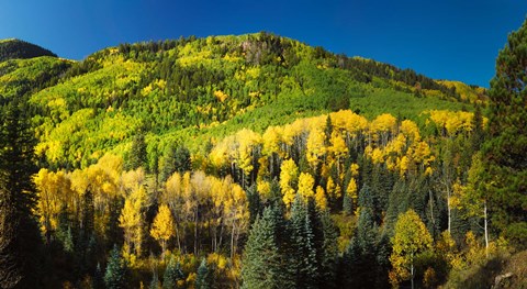 Framed Aspen trees on mountain, Sunshine Mesa, Wilson Mesa, South Fork Road, Uncompahgre National Forest, Colorado, USA Print