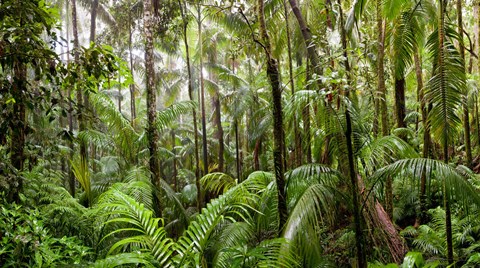 Framed Trees in tropical rainforest, Eungella National Park, Mackay, Queensland, Australia Print