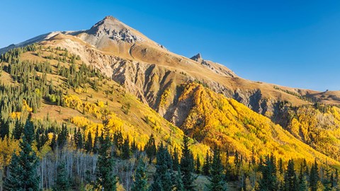 Framed Aspen tree on a mountain, Coal Bank Pass, San Juan National Forest, Colorado, USA Print