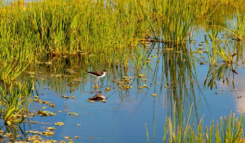 Framed Reflection of a bird on water, Boynton Beach, Florida, USA Print
