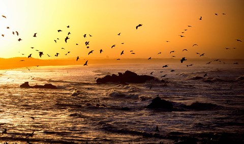 Framed Flock of seagulls fishing in waves at sunset, Morbihan, Brittany, France Print