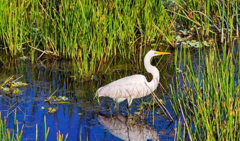 Framed Reflection of white crane in pond, Boynton Beach, Florida, USA Print