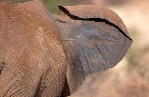 Framed African elephant, (Loxodonta africana), Elephant Ear, Samburu National Reserve, Kenya Print