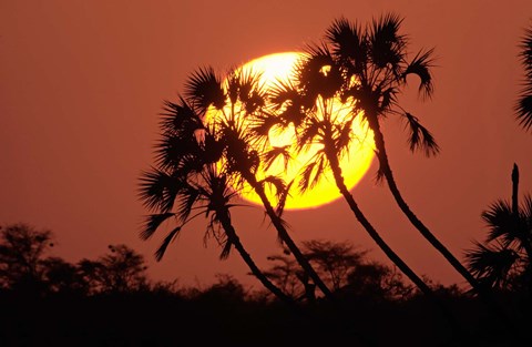 Framed Sunrise behind silhouetted trees, Kenya, Africa Print