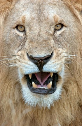 Framed Close-up of a lion (Panthera leo) yawning, Masai Mara National Reserve, Kenya Print