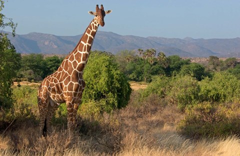 Framed Giraffe walking across plain, Kenya Print