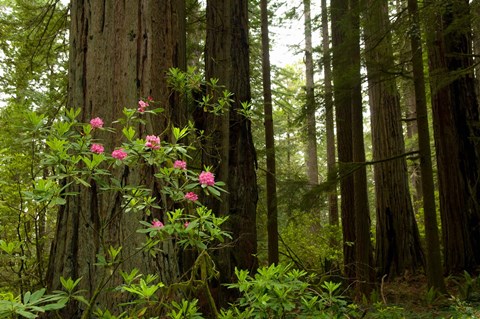 Framed Redwood trees and rhododendron flowers in a forest, Del Norte Coast Redwoods State Park, Del Norte County, California, USA Print