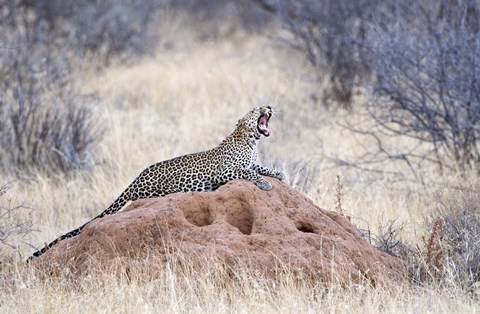 Framed Leopard (Panthera pardus) yawning on a termite mound, Kenya Print