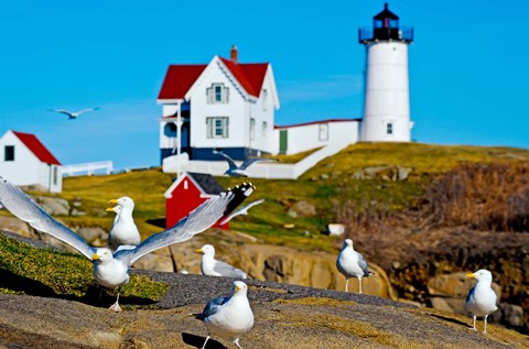 Framed Seagulls at Nubble Lighthouse, Cape Neddick, York, Maine, USA Print