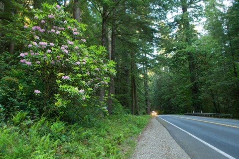 Framed Redwood trees and Rhododendron flowers in a forest, U.S. Route 199, Del Norte County, California, USA Print