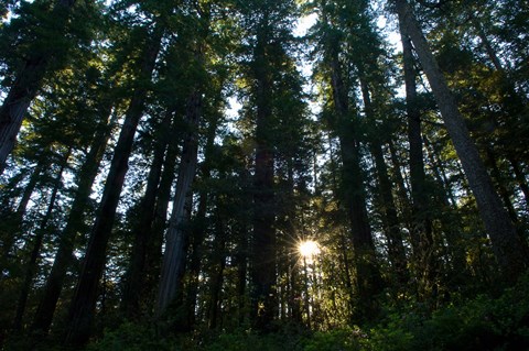 Framed Redwood trees in a forest, Del Norte Coast Redwoods State Park, Del Norte County, California, USA Print